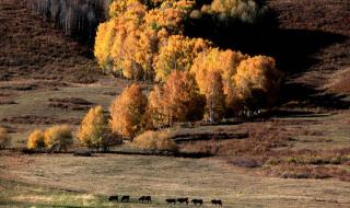 乌鲁木齐到布尔津 乌鲁木齐到布尔津