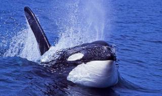 蓝鲸被75只虎鲸吃掉 蓝鲸被75只虎鲸吃掉