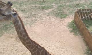 东莞隐贤山庄好玩吗 东莞隐贤山庄好玩吗