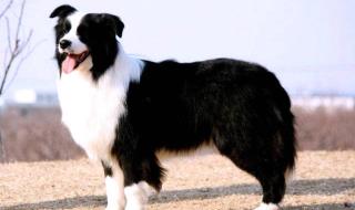 边境牧羊犬去哪里买比较可靠呢 哪里有卖边境牧羊犬