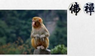 尾巴难藏是什么生肖